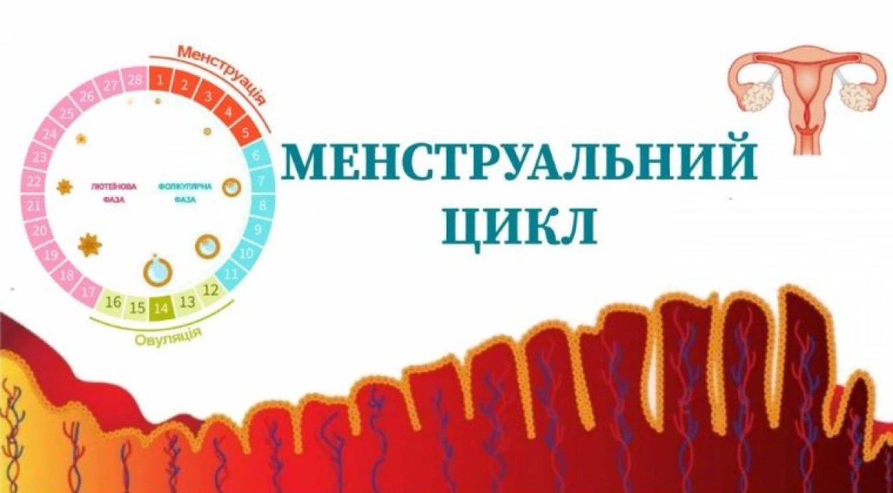 Все, що необхідно знати про менструацію та менструальний цикл